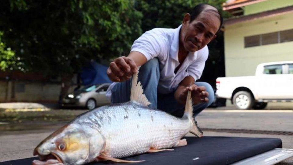 Campuchia: Cá chép hồi khổng lồ xuất hiện trên sông Mekong