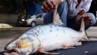 Campuchia: Cá chép hồi nặng 6kg xuất hiện trên sông Mekong