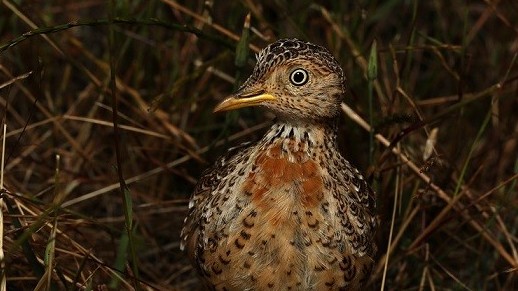Australia: Loài chim 'bí ẩn' cổ xưa thoát nguy cơ tuyệt chủng