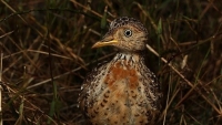 Australia: Loài chim 'bí ẩn' cổ xưa thoát nguy cơ tuyệt chủng