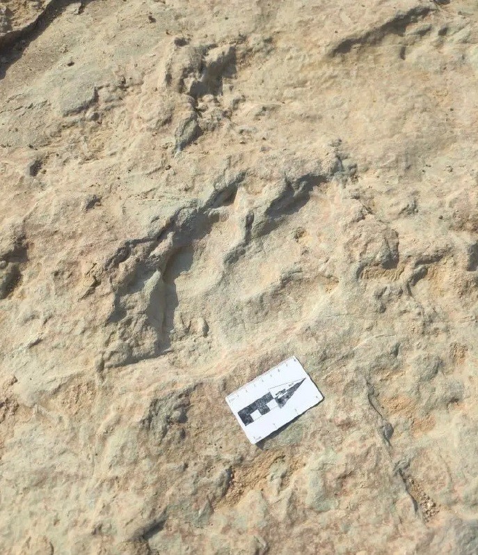 dấu chân khủng long 150 triệu năm tuổi