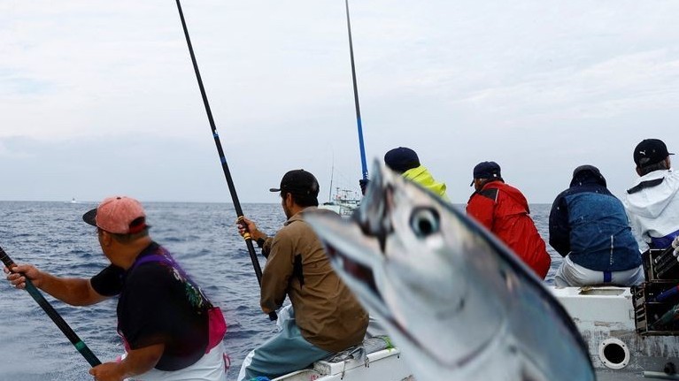 Độc đáo nghề câu cá ngừ đại dương ở Nhật Bản