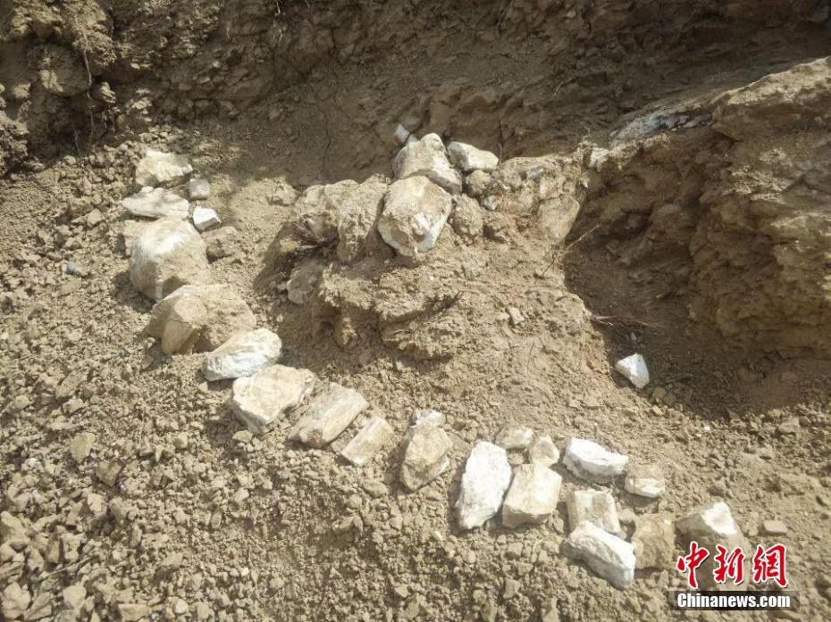 Trung Quốc phát hiện nhiều hóa thạch thuộc hệ động vật từ 8 triệu năm trước