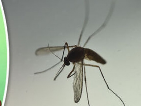Phát hiện loài muỗi thường cũng có thể truyền virus Zika