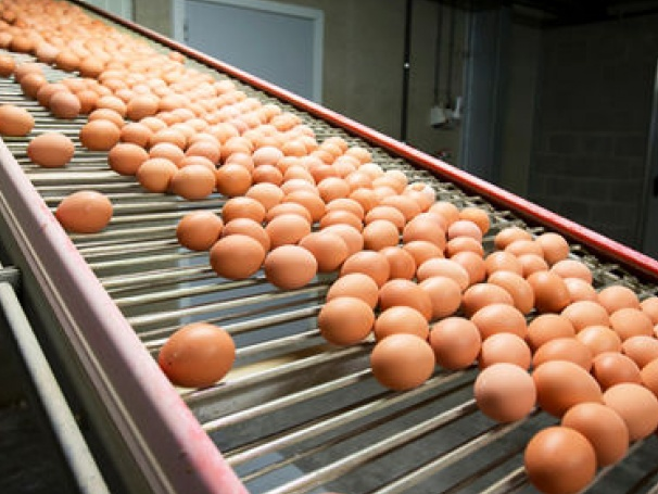 EC kêu gọi tiến hành họp khẩn về bế bối trứng "bẩn"