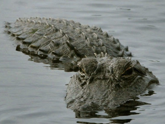 Siêu bão Harvey: Mỹ lo ngại hàng trăm con cá sấu sổng chuồng