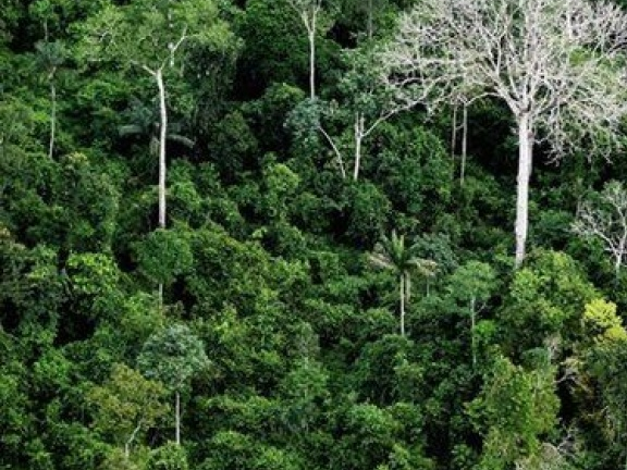 Phát hiện gần 400 loài sinh vật mới ở Amazon