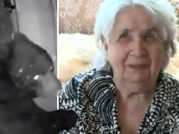 Canada: Cụ bà 95 tuổi tay không đuổi gấu ra khỏi nhà