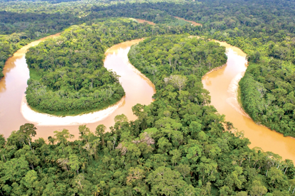 Các loài chim ở rừng Amazon phải giảm trọng lượng để thích nghi môi trường sống