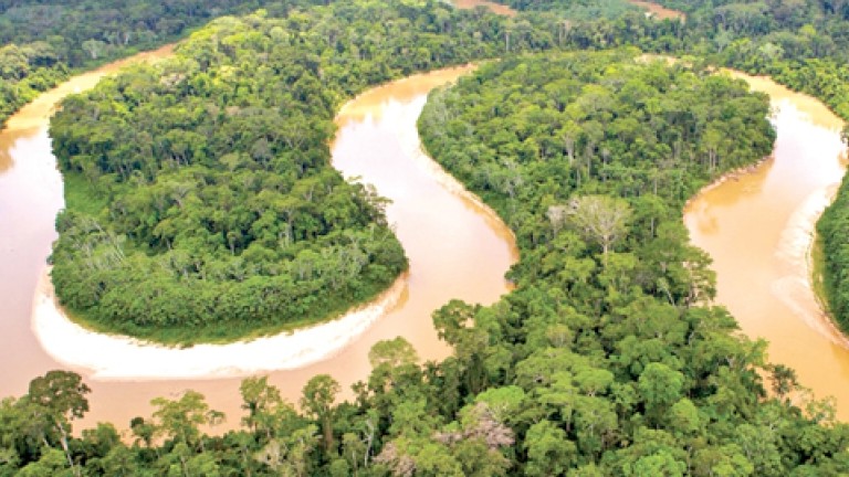 Peru: Hàng chục nghìn ha rừng Amazon bị tàn phá nghiêm trọng