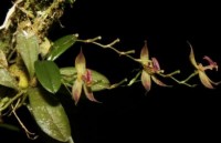 Peru phát hiện loài phong lan mới tại công viên quốc gia thuộc Amazon