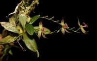 Peru phát hiện loài phong lan mới tại công viên quốc gia thuộc Amazon