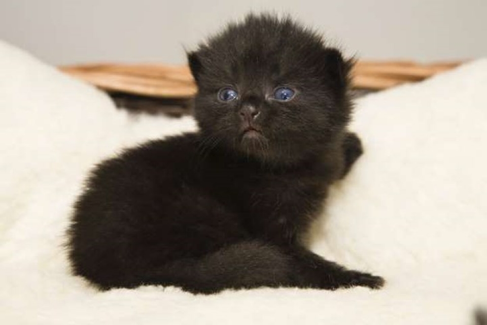 Mèo đen yêu đáng là loài vật cưng không thể thiếu trong gia đình bạn. Với bộ lông đen bóng mượt mà và ánh mắt rực rỡ, mèo đen đáng yêu sẽ trở thành người bạn đồng hành đáng tin cậy của bạn. Hãy xem hình ảnh của mèo đen yêu đáng và cảm nhận sự đáng yêu của chúng.