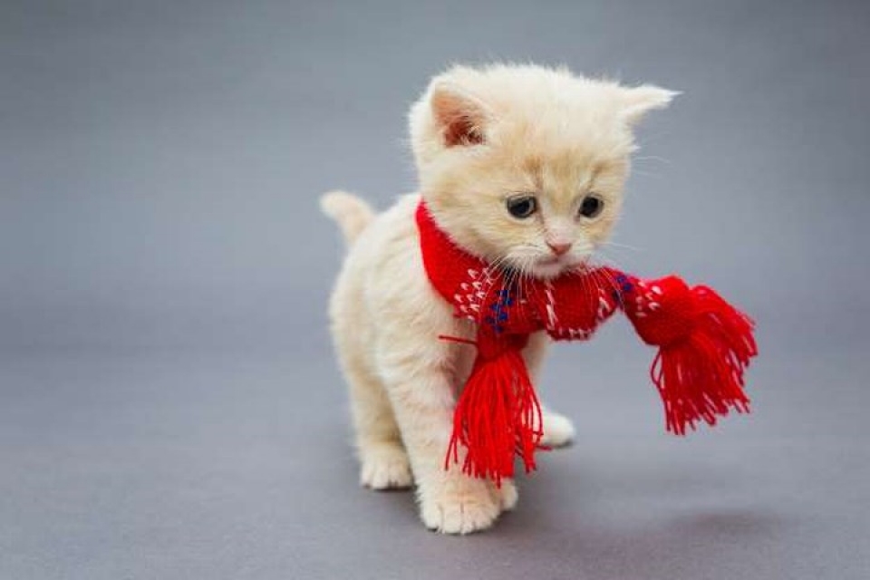 Hình ảnh Mèo May Mắn Mèo May Mắn Nhật Bản Mèo May Mắn Hoạt Hình Mèo May Mắn Mặc  Váy Xanh PNG  Mèo May Mắn Dễ Thương Mèo May Mắn Mặc