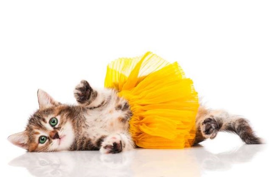 Tổng hợp với hơn 55 về váy cho mèo mới nhất  Du học Akina