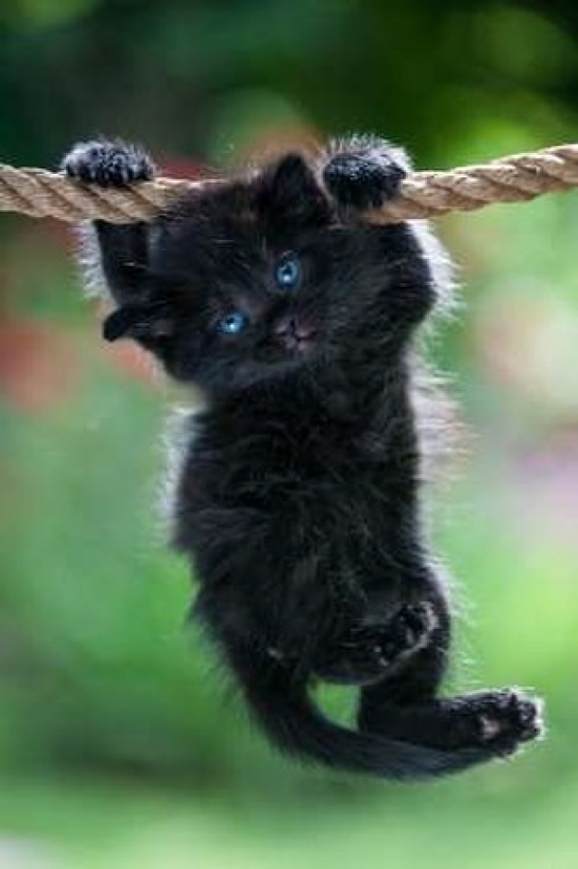 Mèo đen yêu đáng là một trong những loài vật cưng được ưa chuộng nhất. Bộ lông đen bóng mượt mà và tính cách đáng yêu của chúng sẽ chinh phục trái tim của bạn. Hãy xem hình ảnh của mèo đen yêu đáng và cảm nhận tình cảm đặc biệt của chúng đối với con người.