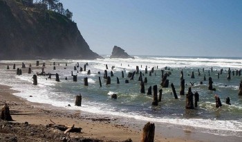 Mỹ: “Rừng ma” 2.000 năm tuổi bất ngờ xuất hiện ở bờ biển