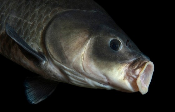 Mỹ: Phát hiện cá trâu nặng hơn 10 kg sống tới 112 năm