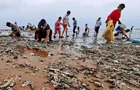 Sau siêu bão Lekima, hàu phủ kín bãi biển tỉnh Sơn Đông, Trung Quốc