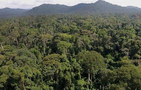 Greenpeace hối thúc bảo vệ ‘lá phổi xanh thứ hai’ của hành tinh