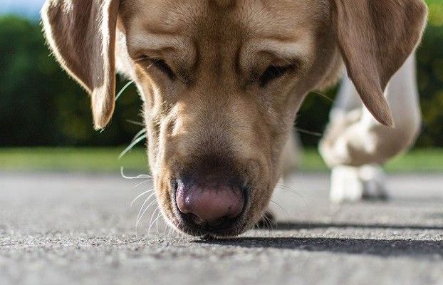 Chile huấn luyện chó phát hiện người mắc Covid-19