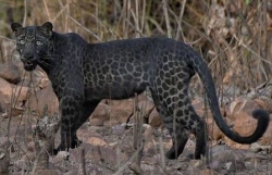 Ấn Độ: Báo đốm đen cực hiếm tái xuất