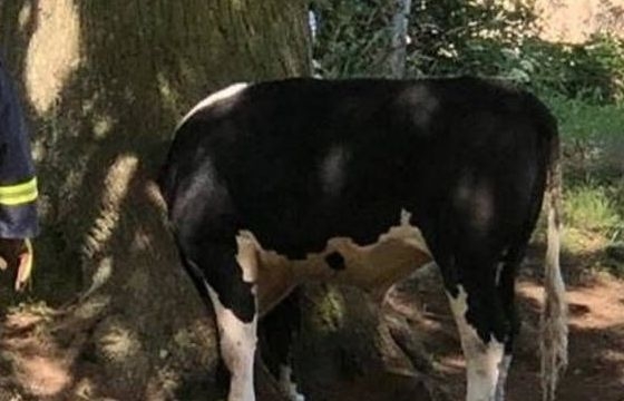 Giải cứu chú bò mắc kẹt đầu trong thân cây
