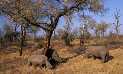 Dịch Covid-19: Nạn săn trộm tê giác giảm gần một nửa do lệnh phong tỏa