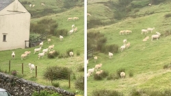 Hiện tượng kỳ lạ: Đàn cừu hàng trăm con bỗng đứng bất động như bị thôi miên