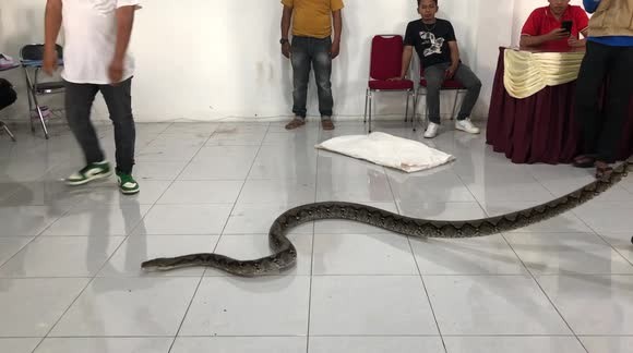 Indonesia: Chuyên gia bắt rắn bị trăn cắn trong lúc tập huấn