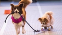 Australia: Triển lãm chó cưng Sydney trở lại sau 3 năm hoãn bởi dịch Covid-19
