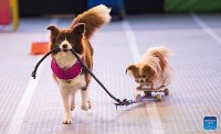 Australia: Triển lãm chó cưng Sydney trở lại sau 3 năm hoãn bởi dịch Covid-19
