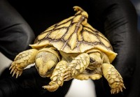Chú rùa hai đầu lần đầu tiên xuất hiện ở Hà Lan