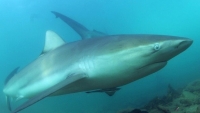 Nghiên cứu mới: Nguy cơ tuyệt chủng của các loài cá mập và cá đuối tại Địa Trung Hải