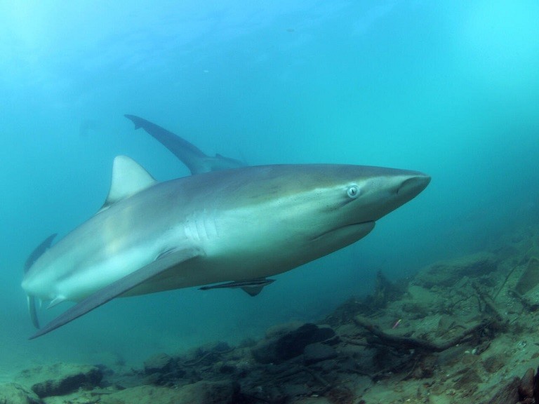 Nghiên cứu mới: Nguy cơ tuyệt chủng của các loài cá mập và cá đuối tại Địa Trung Hải