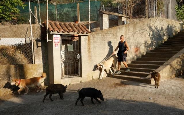 Vấn nạn về những đàn lợn rừng tràn vào các thành phố Tây Ban Nha
