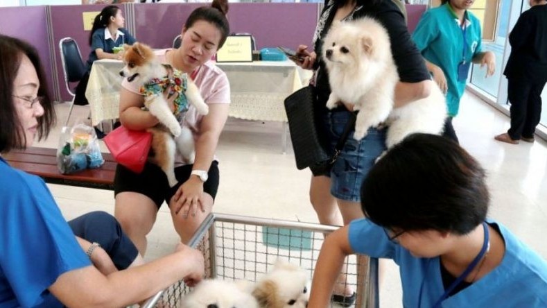 Thái Lan: Ra mắt ứng dụng trực tuyến dành cho thú cưng