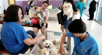 Thái Lan: Ra mắt ứng dụng trực tuyến dành cho thú cưng