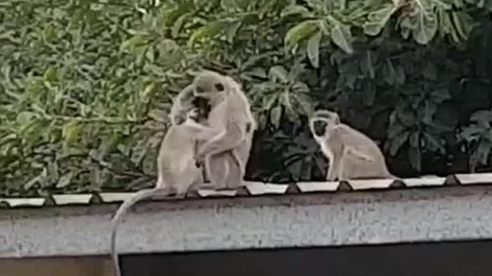 Clip chú khỉ con đoàn tụ, sà vào lòng khỉ mẹ gây xúc động cho người xem