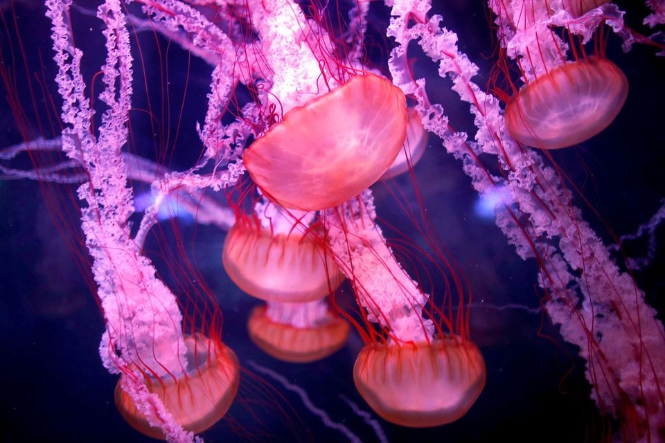 Các nhà khoa học giải mã di truyền của sứa bất tử
