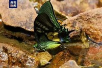 Trung Quốc: Sinh sản nhân tạo thành công loài bướm hiếm có nguy cơ tuyệt chủng