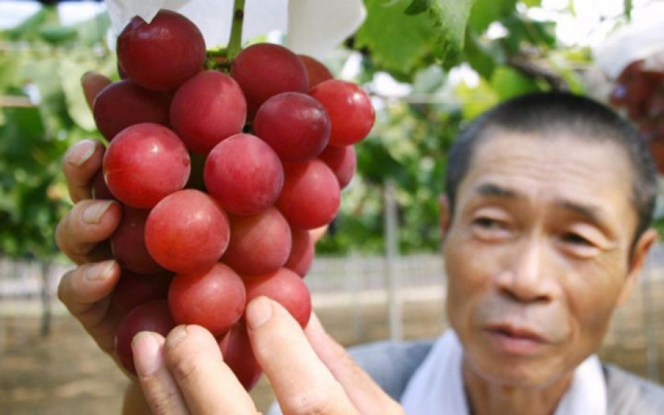 sung sot truoc nhung loai trai cay sieu dat do o nhat ban