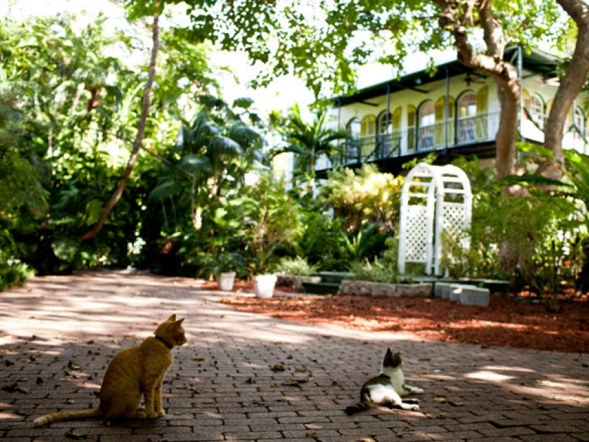 Đàn mèo của Hemingway sống sót qua siêu bão Irma
