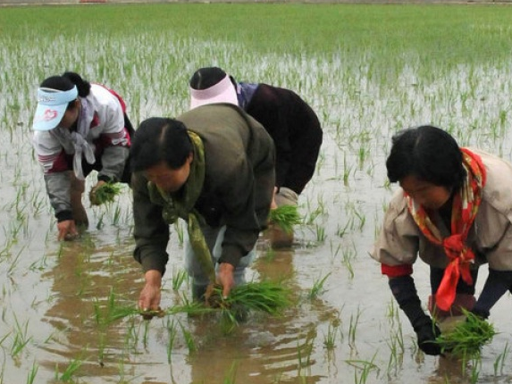 Khách Tây chi bộn tiền để được cấy lúa ở Triều Tiên