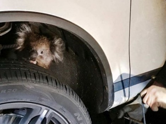 Kẹt trong bánh xe đang chạy, chú gấu túi may mắn sống sót