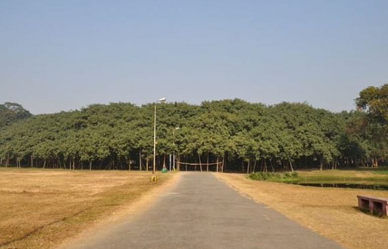 Ấn Độ: Cây đa to nhất thế giới có tán rộng hơn 14.400 m2