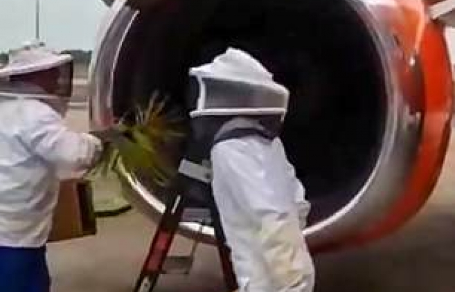 Nam Phi: Hoãn chuyến bay vì hàng vạn con ong trên động cơ