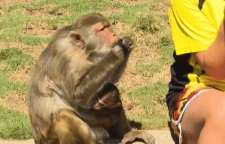 Đảo khỉ độc đáo ở Nha Trang lên báo nước ngoài