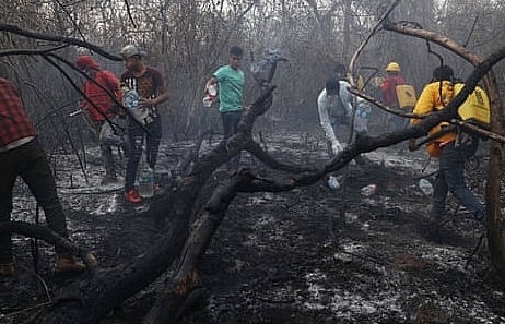Bolivia: Hàng triệu động vật hoang dã bị 'thảm sát' bởi cháy rừng
