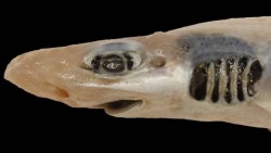 Lần đầu tiên phát hiện cá mập không có da và răng
